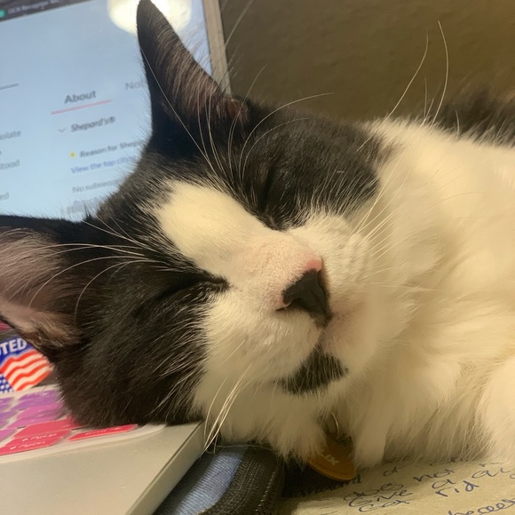 Meet your Posher, Nikki - Picture 3 of 6